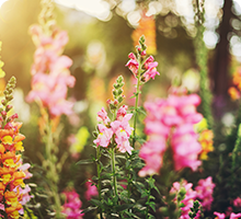 Pink flowers in a garden